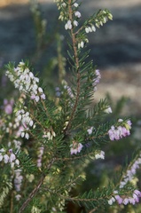 Erica erigena