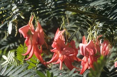 Clianthus puniceus