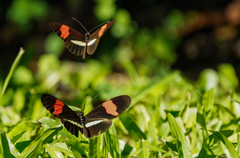 Heliconius melpomene