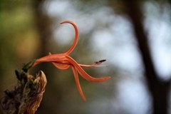 Anisacanthus linearis