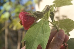 Abutilon × hybridum