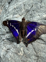 Doxocopa thoe