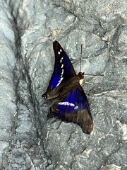 Doxocopa thoe