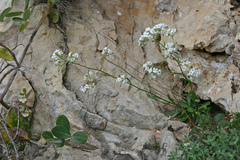 Kernera saxatilis boissieri