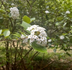 Viburnum × burkwoodii
