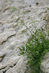 Kernera saxatilis boissieri
