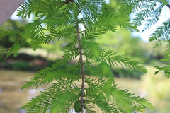 Taxodium distichum