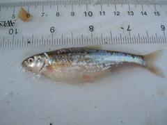 Hybognathus nuchalis