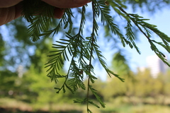 Taxodium distichum