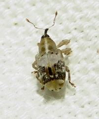 Lignyodes pallidus