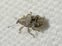 Lignyodes pallidus