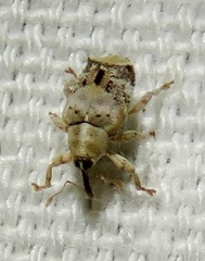 Lignyodes pallidus