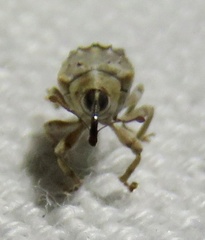 Lignyodes pallidus