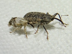 Lignyodes pallidus