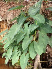 Image of Colocasia esculenta