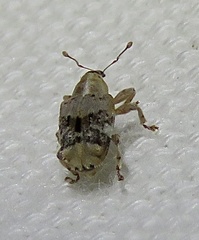 Lignyodes pallidus