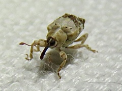 Lignyodes pallidus