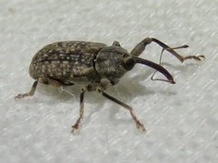 Dorytomus mucidus