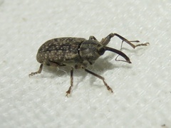 Dorytomus mucidus