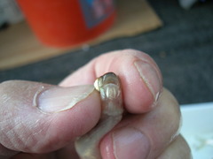 Hybognathus nuchalis