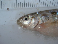 Hybognathus nuchalis