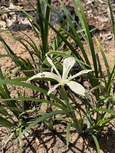 Image of Iris purdyi by (c) Roger Raiche, some rights reserved (CC BY)