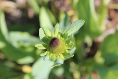 Rudbeckia maxima
