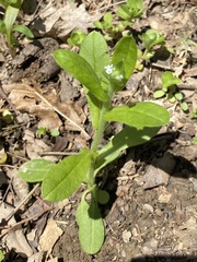 Myosotis verna