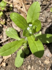 Myosotis verna