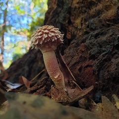 Boletellus ananas
