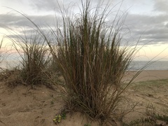 Sporobolus coarctatus