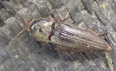 Cardiophorus convexus