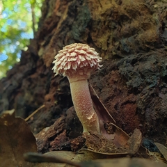 Boletellus ananas