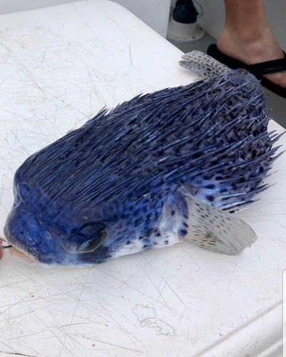 Pelagische egelvis (Diodon eydouxii) — Diodontidae — 3