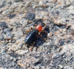Endeodes collaris