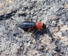 Endeodes collaris