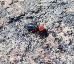 Endeodes collaris