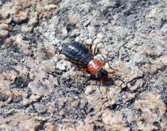 Endeodes collaris