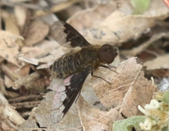 Hemipenthes morioides