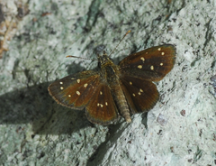 Piruna microsticta