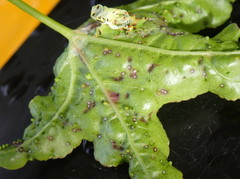 Diaspidiotus liquidambaris