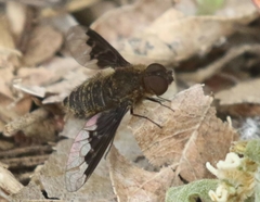 Hemipenthes morioides