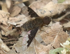 Hemipenthes morioides
