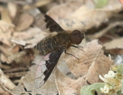 Hemipenthes morioides
