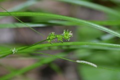 Carex rosea