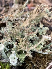 Cladonia phyllophora