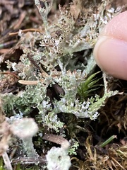 Cladonia phyllophora