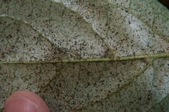 Heliothrips haemorrhoidalis