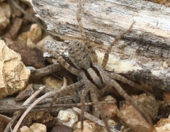 Camptocosa parallela