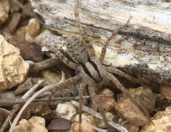 Camptocosa parallela